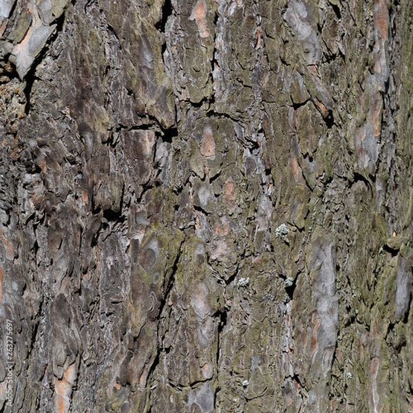 Obraz bark background texture