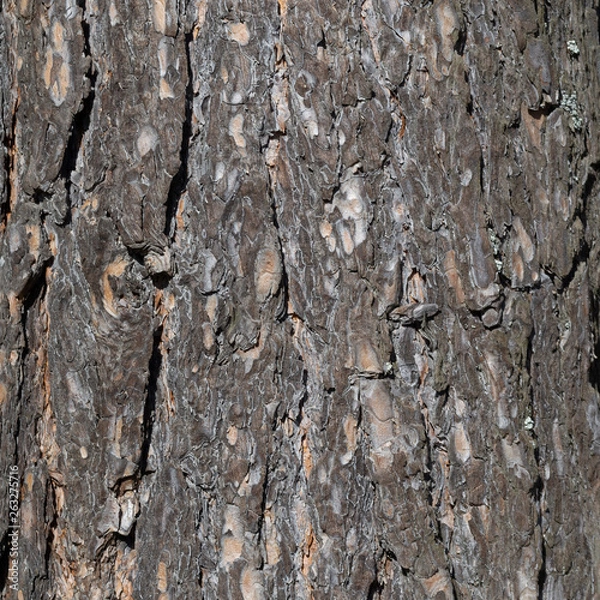 Obraz bark background texture