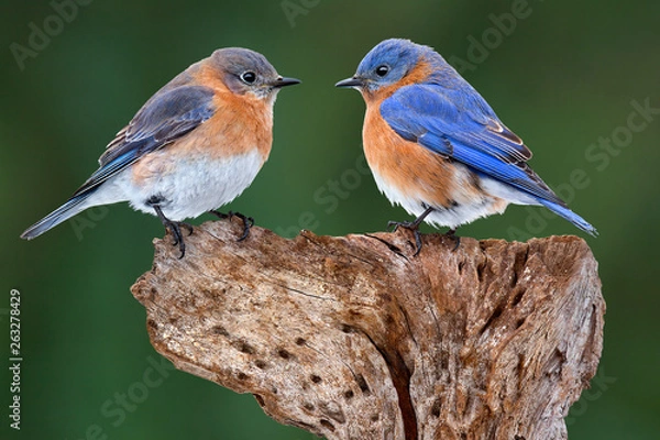 Obraz A Bluebird Pair