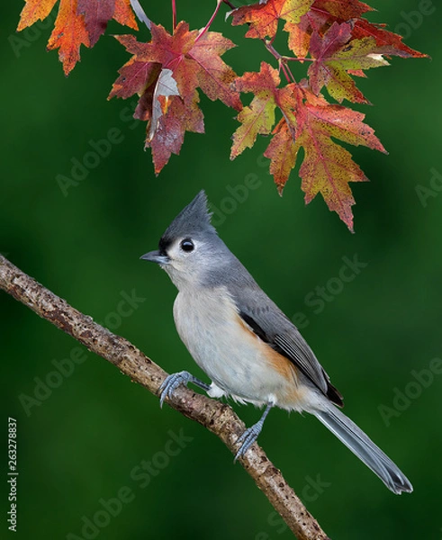 Obraz Tufted Titmouse under colorful fall leaves