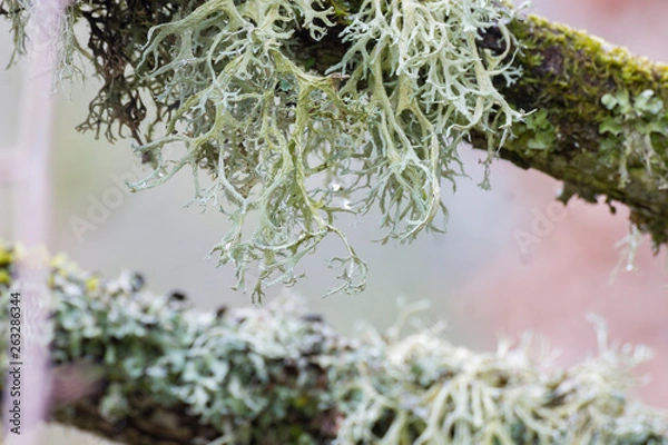 Obraz lichen sur branche