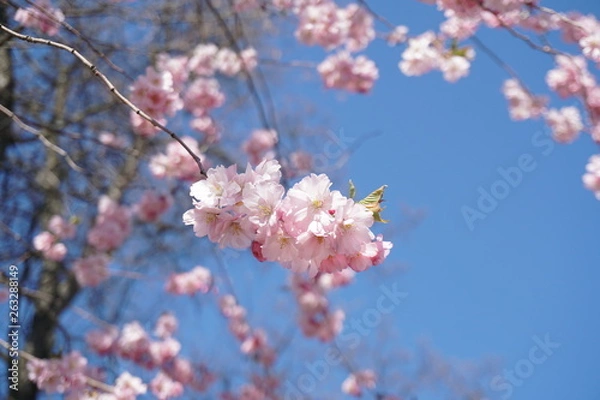 Fototapeta cherry blossom in spring