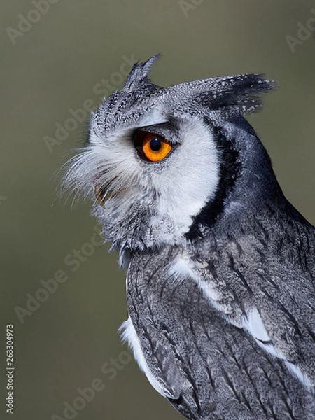 Obraz Northern white-faced owl (Ptilopsis leucotis)