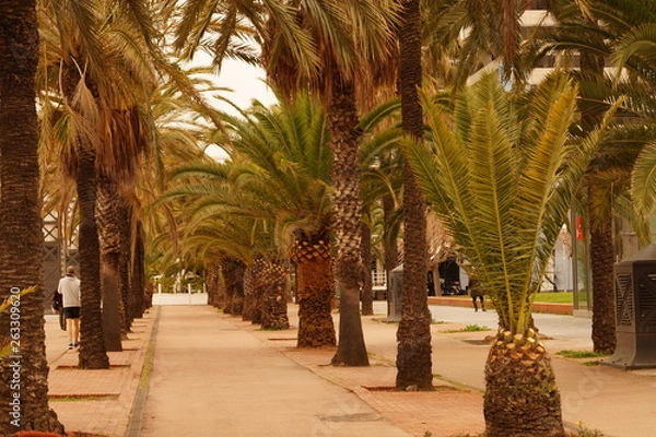 Fototapeta palmy
