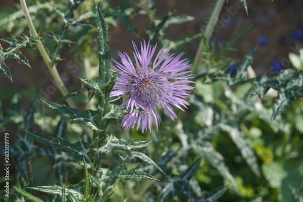 Fototapeta Fioletowy oset