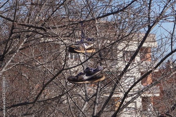 Fototapeta Buty na drzewie
