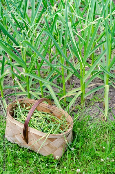 Obraz basket vegetable garden garlic arrows