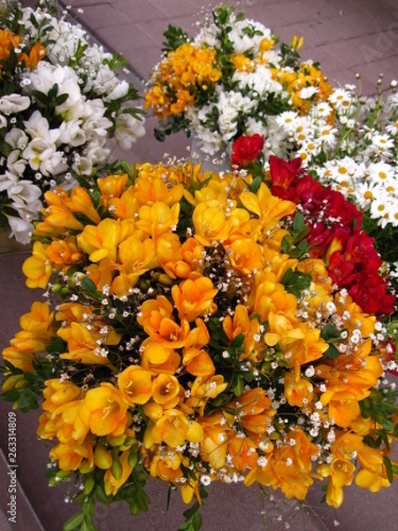 Obraz flowers in the garden