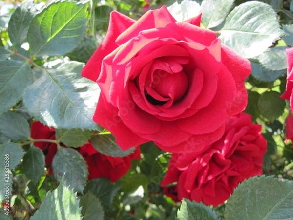 Obraz red rose in garden
