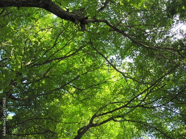 Obraz ethnic iznik ottoman pattern