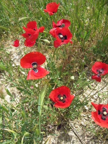 Obraz red poppies in a field