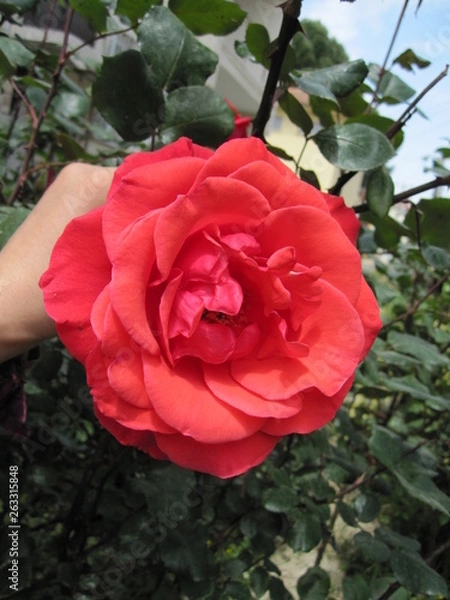 Obraz red rose in garden