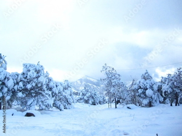 Obraz winter mountain landscape with trees and snow