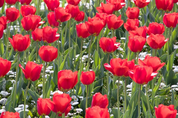 Obraz Garden field of red tulip flowers in spring