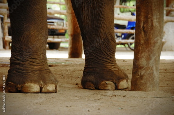 Obraz elephant legs