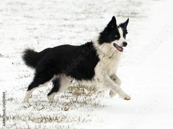 Obraz Border Collie en action
