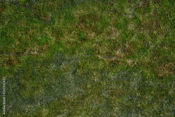 Obraz Moss wall background in nature