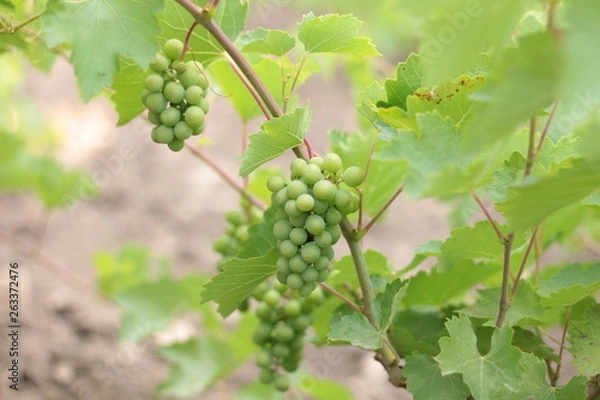 Fototapeta Unripe crones of grapes on a background of green grape leaves