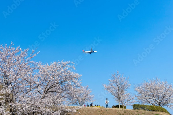 Obraz さくらと青空と飛行機と#2