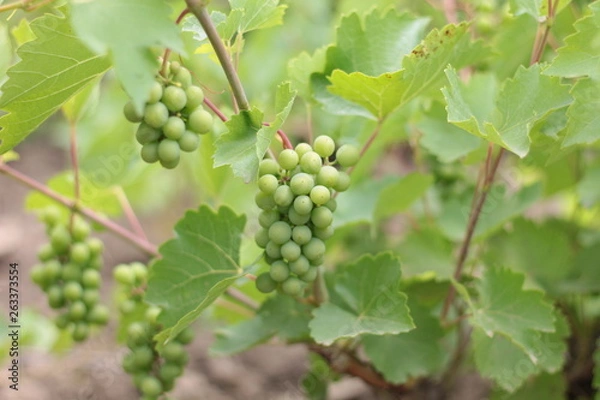Fototapeta Unripe crones of grapes on a background of green grape leaves