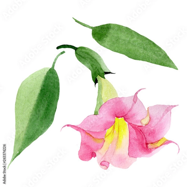 Fototapeta Pink brugmansia floral botanical flowers. Watercolor background set. Isolated brugmansia illustration element.