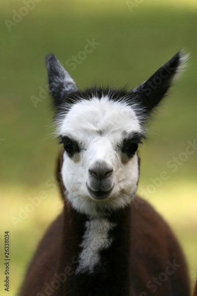 Obraz Alpaka