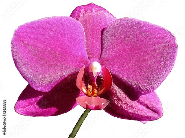 Obraz purple orchid