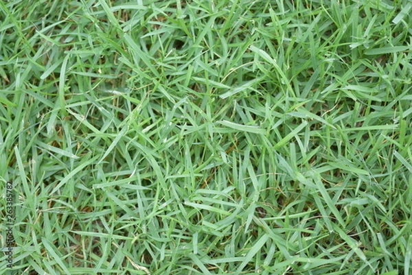 Fototapeta grass selective focus