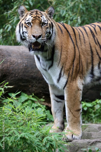 Obraz Amur Tiger