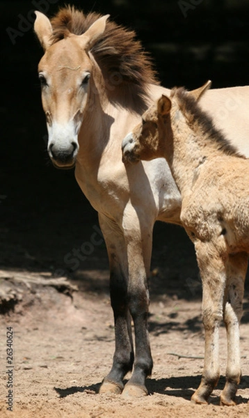 Obraz Urwildpferd Prewalskii