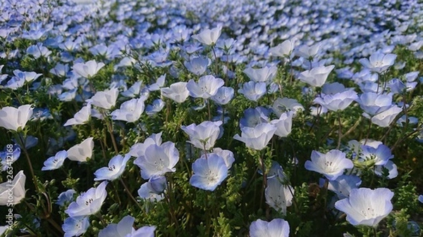 Fototapeta ネモフィラ