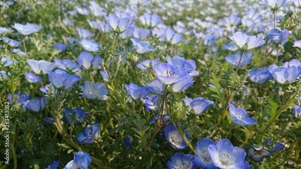 Fototapeta ネモフィラ
