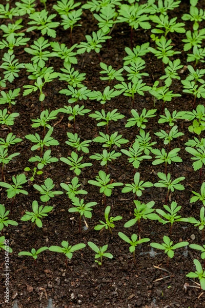 Fototapeta seedlings in peat pots.Baby plants seeding, black hole trays for agricultural seedlings.The spring planting. Early seedling , grown from seeds in boxes at home on the windowsill. Agriculture, garden