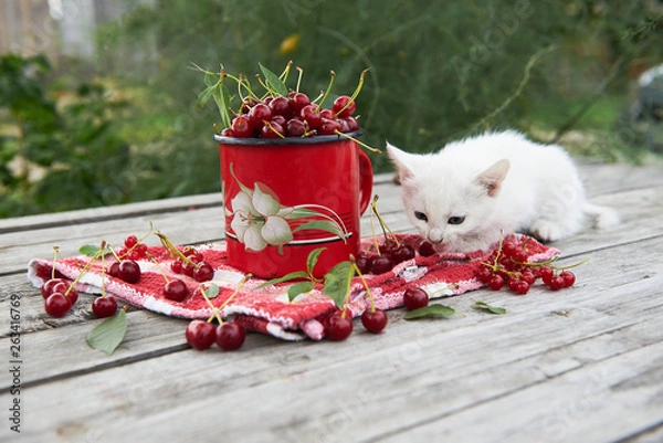 Fototapeta A cup of cherries and a kitten on a gray wooden table. Fresh, red, juicy berries from the garden. 