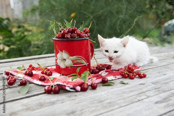 Fototapeta A cup of cherries and a kitten on a gray wooden table. Fresh, red, juicy berries from the garden. 