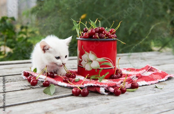 Fototapeta A cup of cherries and a kitten on a gray wooden table. Fresh, red, juicy berries from the garden. 