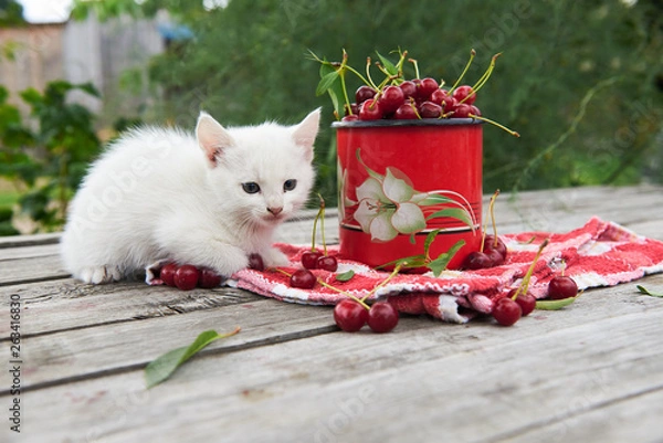 Fototapeta A cup of cherries and a kitten on a gray wooden table. Fresh, red, juicy berries from the garden. 