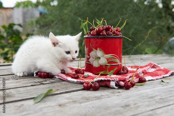 Fototapeta A cup of cherries and a kitten on a gray wooden table. Fresh, red, juicy berries from the garden. 