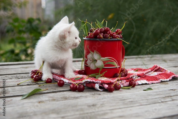 Fototapeta A cup of cherries and a kitten on a gray wooden table. Fresh, red, juicy berries from the garden. 