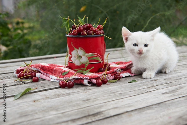 Fototapeta A cup of cherries and a kitten on a gray wooden table. Fresh, red, juicy berries from the garden. 