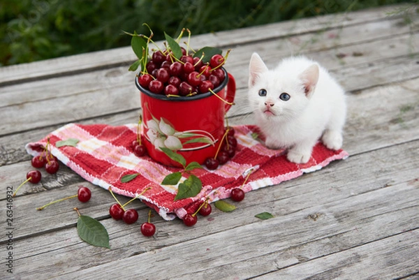 Fototapeta A cup of cherries and a kitten on a gray wooden table. Fresh, red, juicy berries from the garden. 