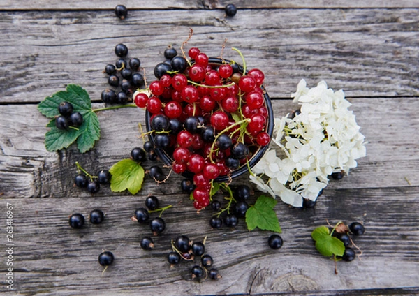 Fototapeta Fresh berries on a gray wooden table. Red and black currant with green leaves. Delicious vitamins in nature. 