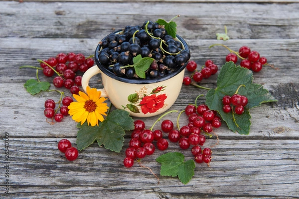 Fototapeta A cup of fresh berries on a gray wooden table. Red and black currant with green leaves and flower. Top view. 