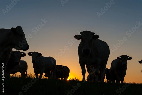 Fototapeta Cattle Grazing on the Frisian Mud Flats