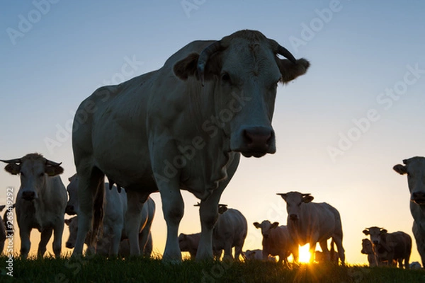 Fototapeta Cattle Grazing on the Frisian Mud Flats