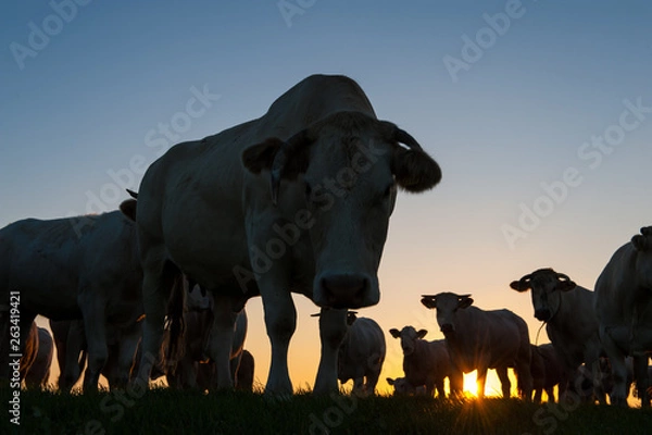 Fototapeta Cattle Grazing on the Frisian Mud Flats