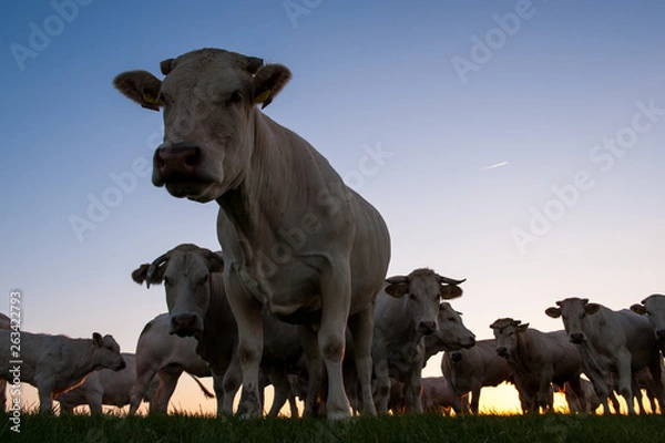 Fototapeta Cattle Grazing on the Frisian Mud Flats