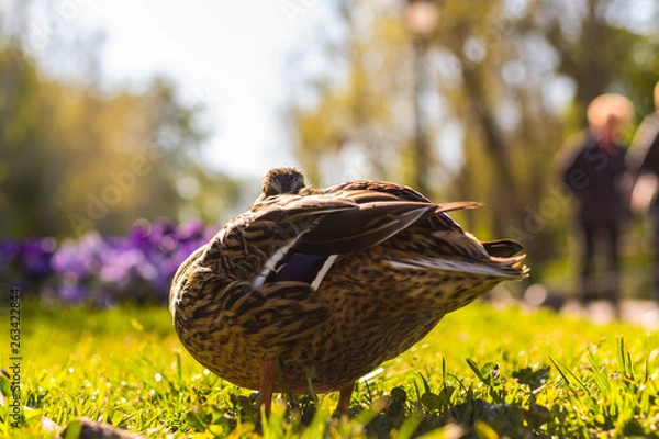 Obraz duck in the city