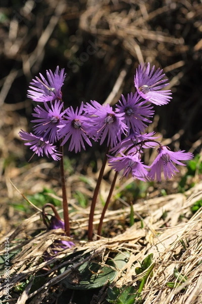 Obraz Alpenglöckchen