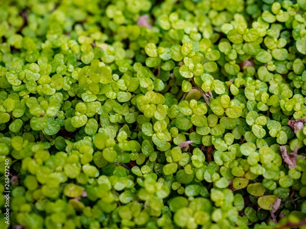 Fototapeta OLYMPUS DIGITAL CAMERA